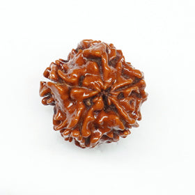 100% Natural nepali 1-Faced Rudraksha ROUND(1.8 Gram)