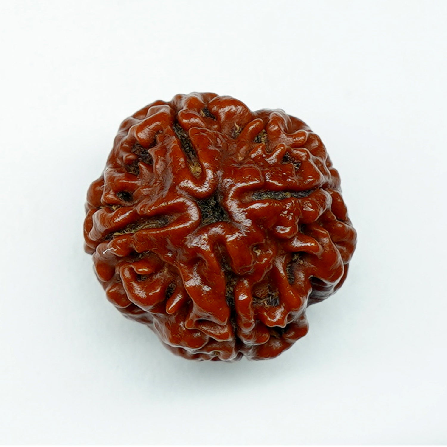 100% Natural Nepali 4 Mukhi Rudraksha (4.7 Gram)