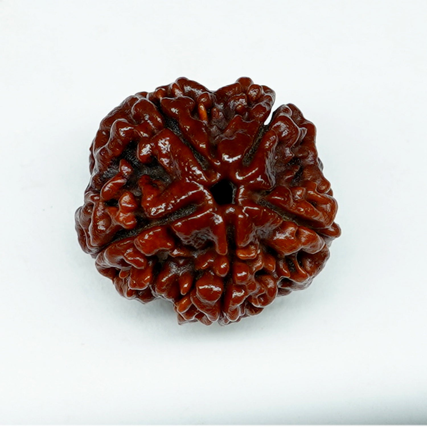 100% Natural Nepali 5 Mukhi Rudraksha (5.65 Gram)