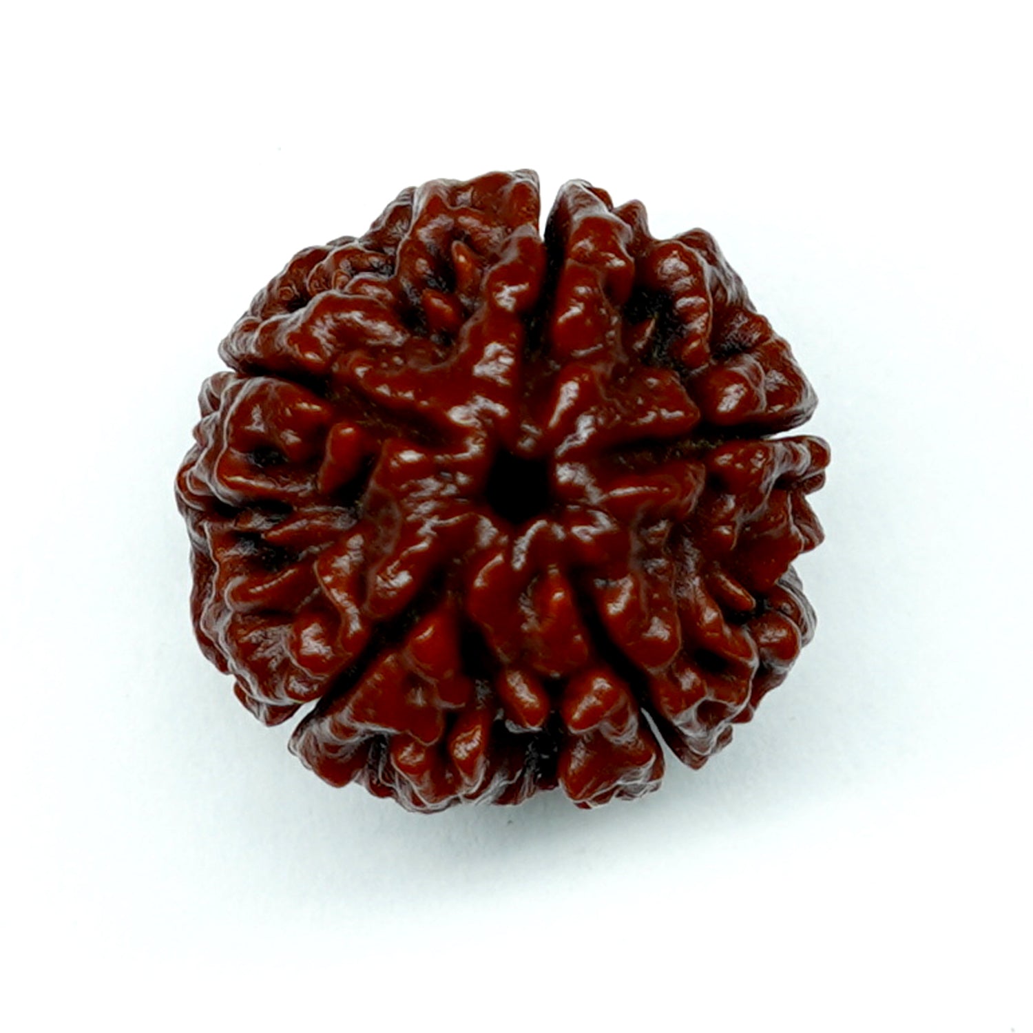 100% Natural Nepali 5 Mukhi Rudraksha (6.44 Gram)
