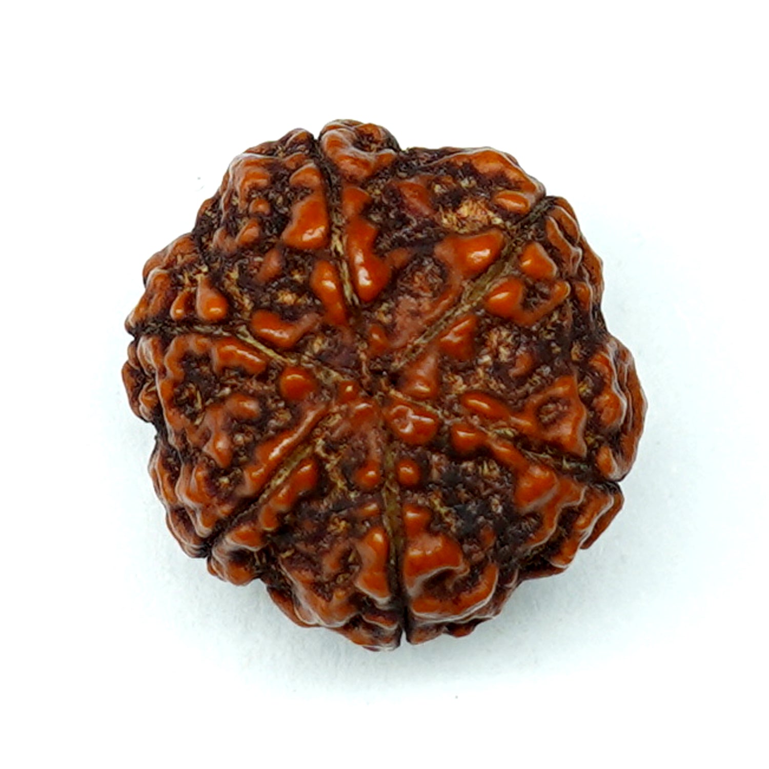 100% Natural Nepali 6 Mukhi Rudraksha (4.56 Gram)