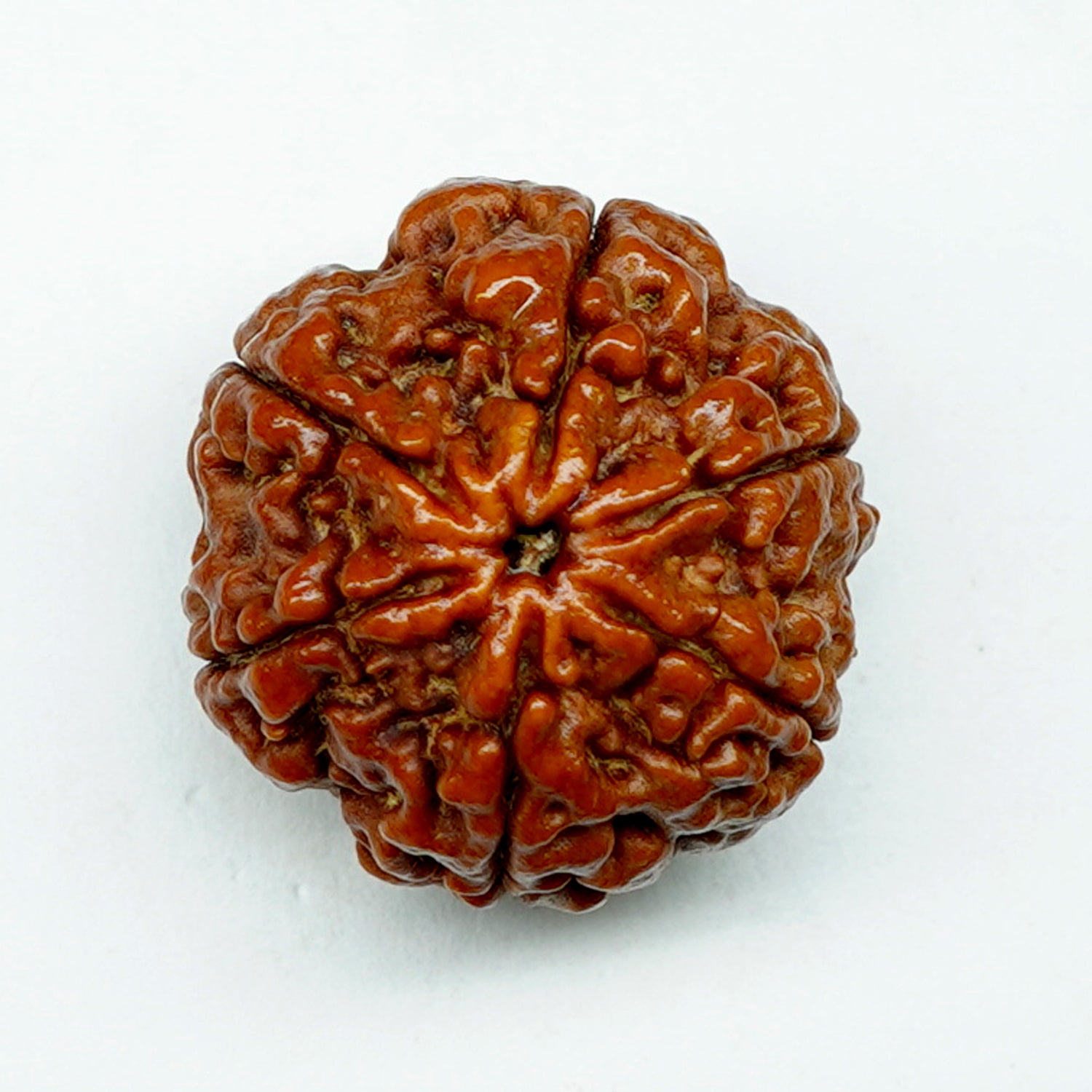100% Natural Nepali 6 Mukhi Rudraksha (5.08 Gram)
