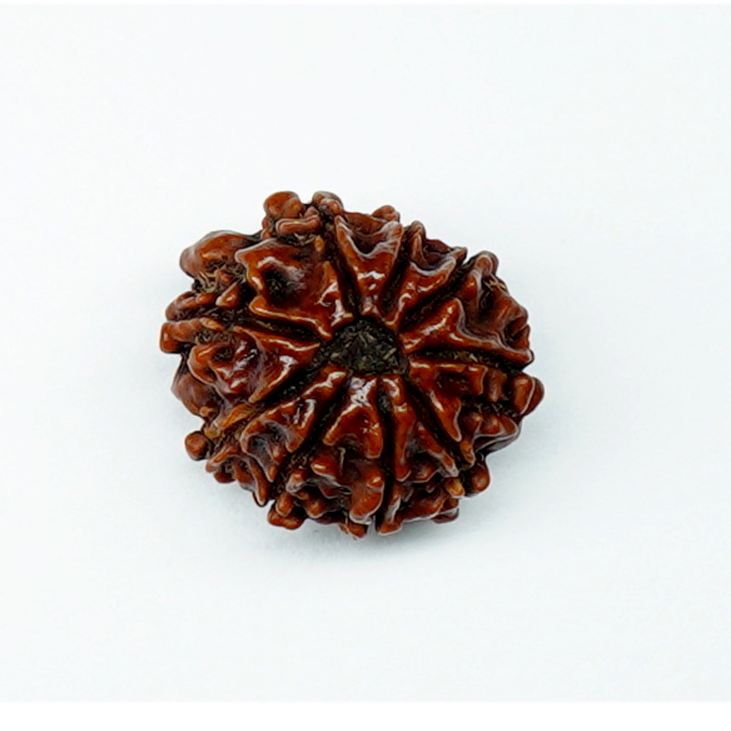 100% Natural Nepali 9 Mukhi Rudraksha 2.11 Gram)
