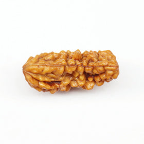 100% Natural Nepali 1-Faced Half Moon Rudraksha (2.13 Gram)