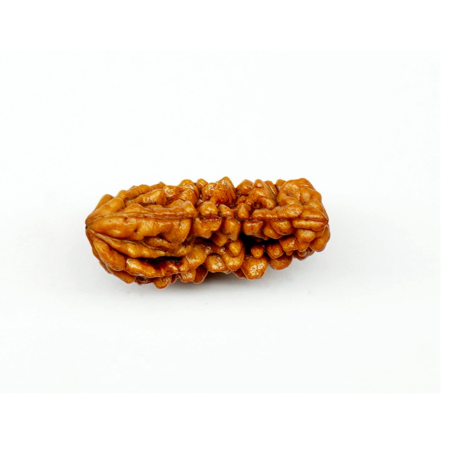 100% Natural Nepali 1-Faced Half Moon Rudraksha (1.83 Gram)