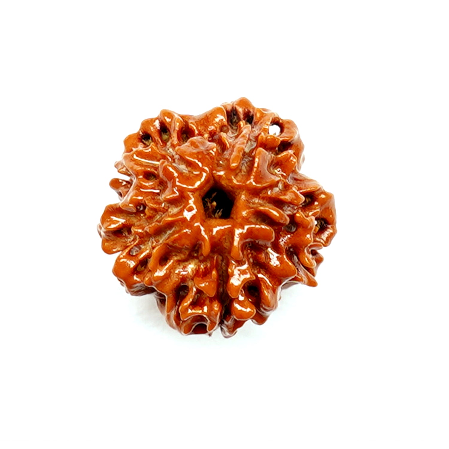 100% Natural nepali 1-Faced Rudraksha ROUND(1.8 Gram)