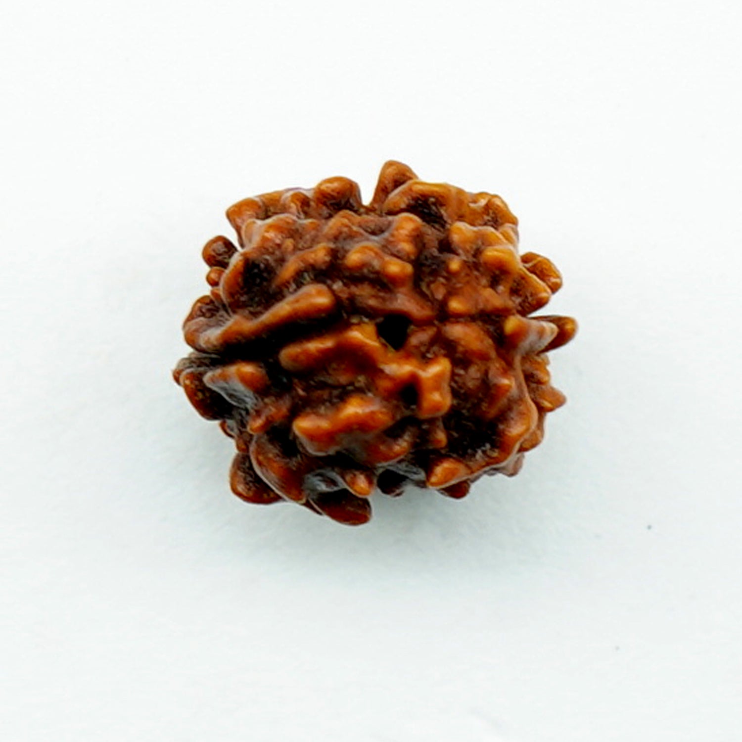 100% Natural Nepali 2 Mukhi Rudraksha (0.82 Gram)