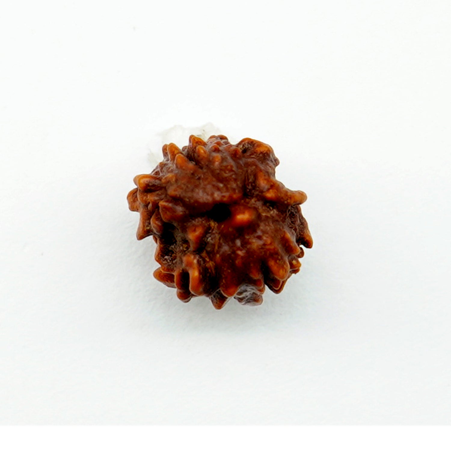 100% Natural Nepali 2 Mukhi Rudraksha (0.63 Gram)