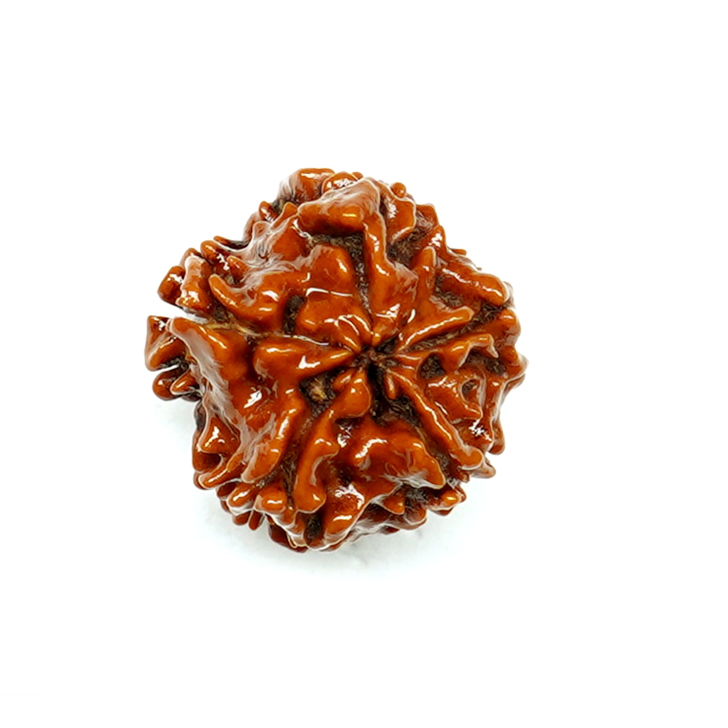 100% Natural nepali 1-Faced Rudraksha ROUND(2.69 Gram)