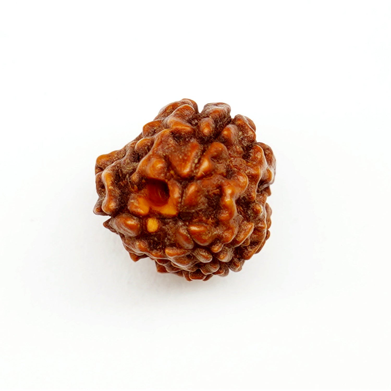 100% Natural Nepali 3 Mukhi Rudraksha (1.69 Gram)