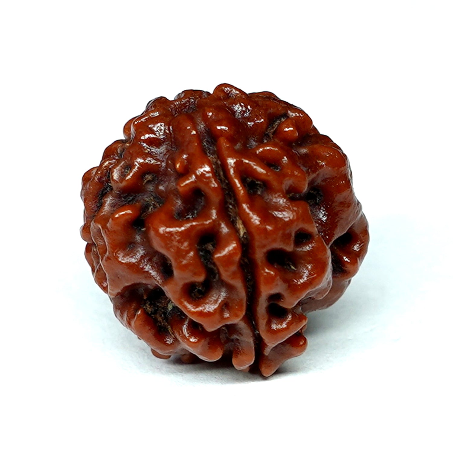100% Natural Nepali 4 Mukhi Rudraksha (3.85 Gram)