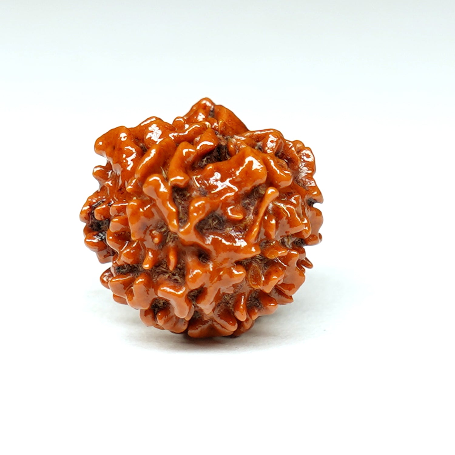 100% Natural nepali 1-Faced Rudraksha ROUND(2.69 Gram)