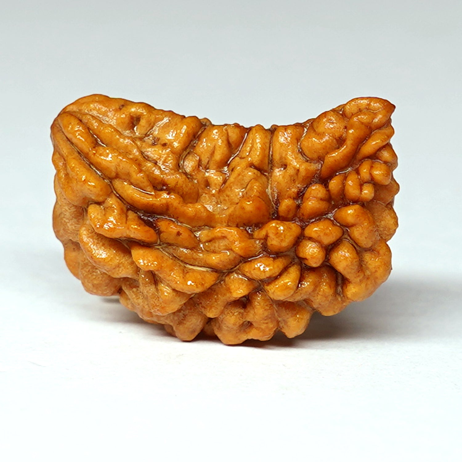 100% Natural Nepali 1-Faced Half Moon Rudraksha (1.83 Gram)