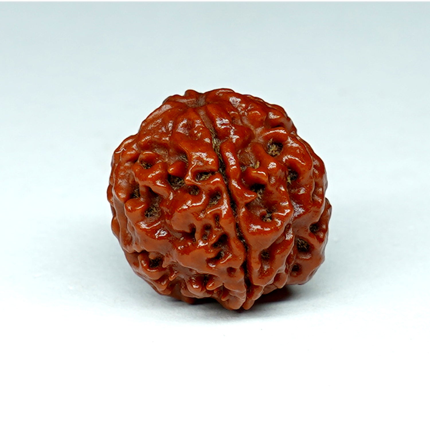 100% Natural Nepali 4 Mukhi Rudraksha (4.7 Gram)