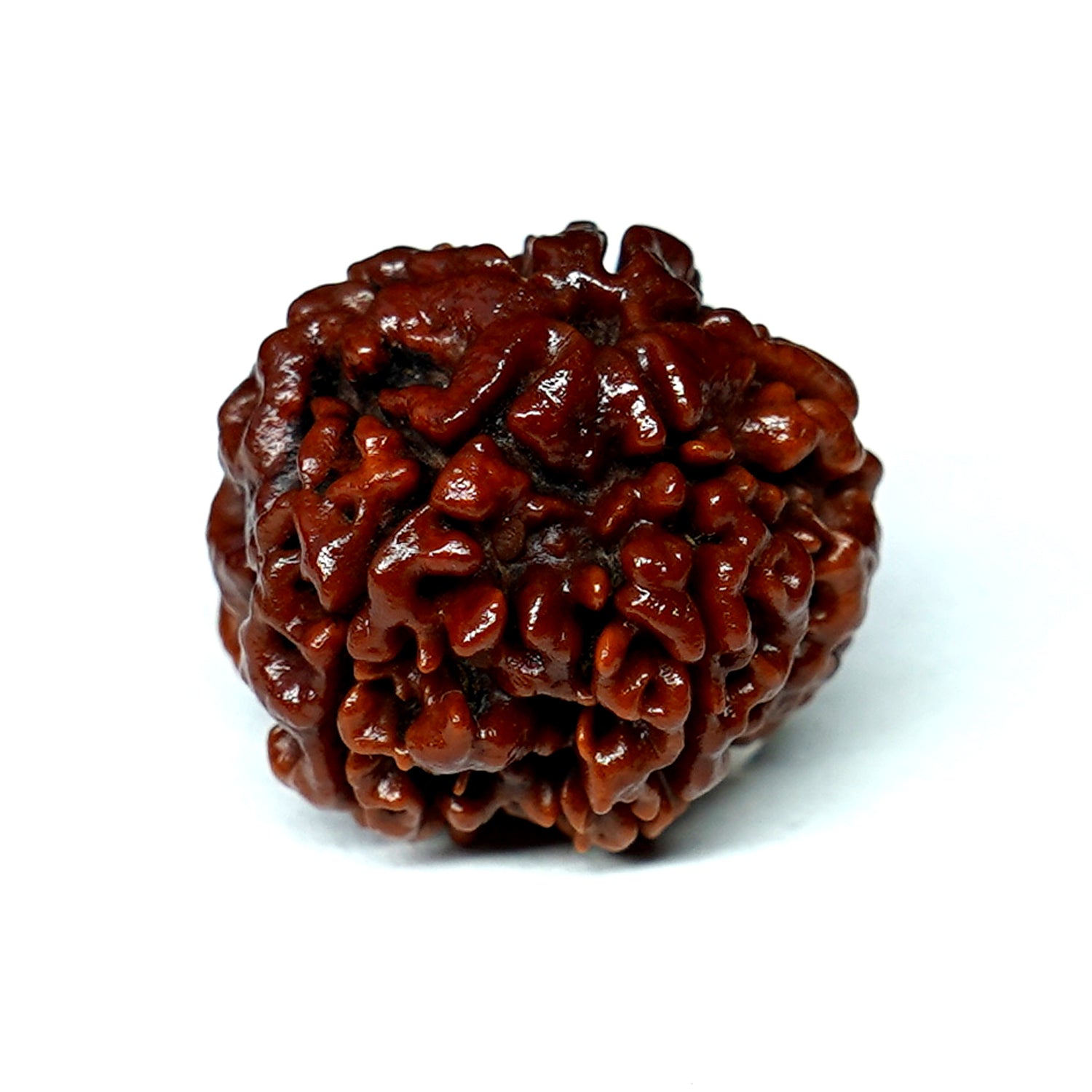 100% Natural Nepali 5 Mukhi Rudraksha (5.65 Gram)