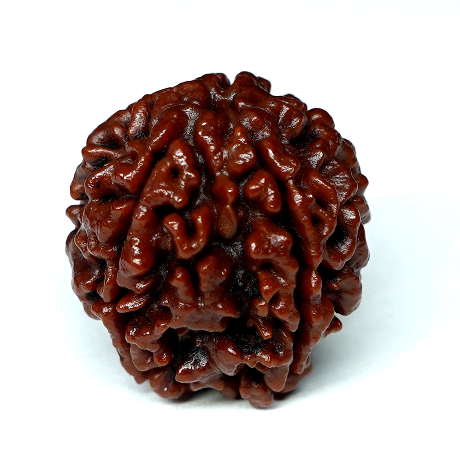 100% Natural Nepali 5 Mukhi Rudraksha (6.44 Gram)