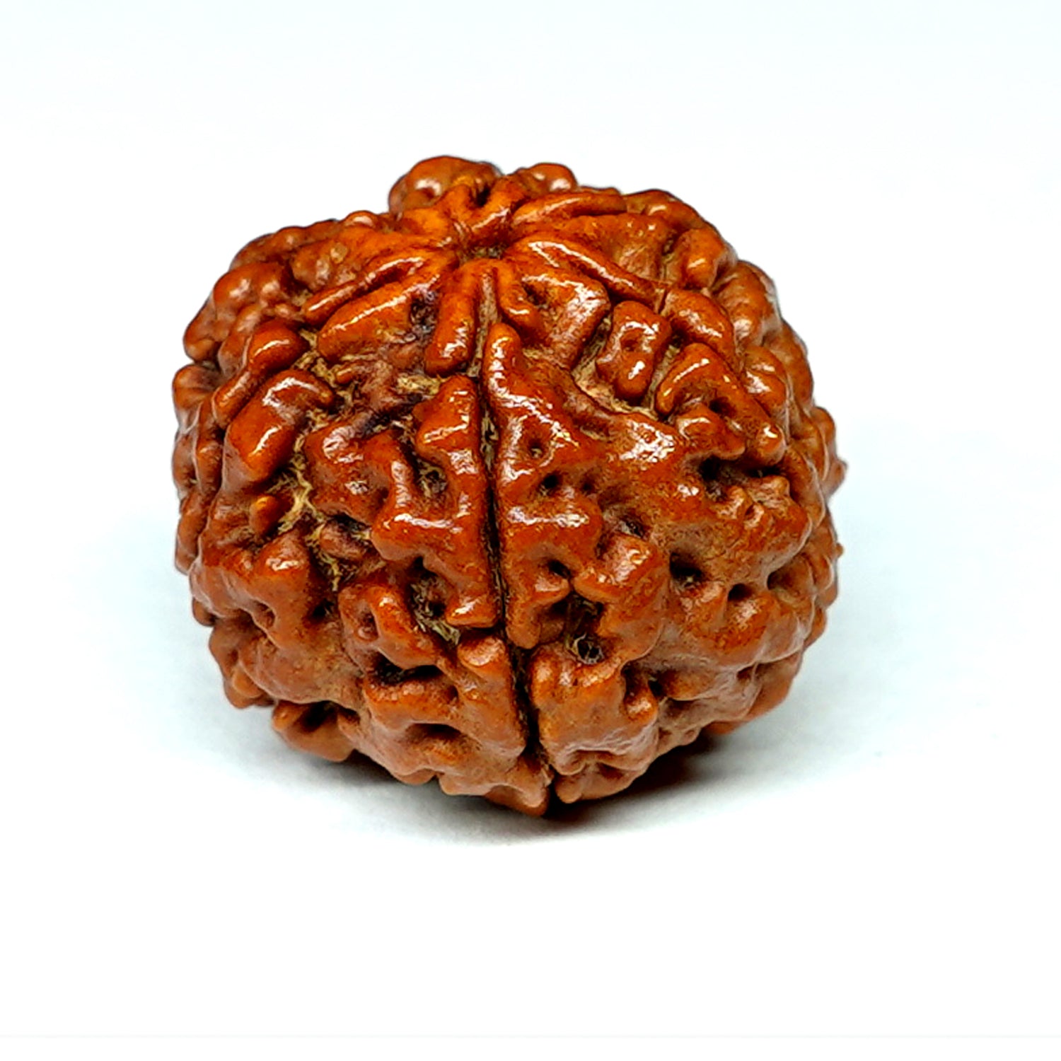100% Natural Nepali 6 Mukhi Rudraksha (5.08 Gram)