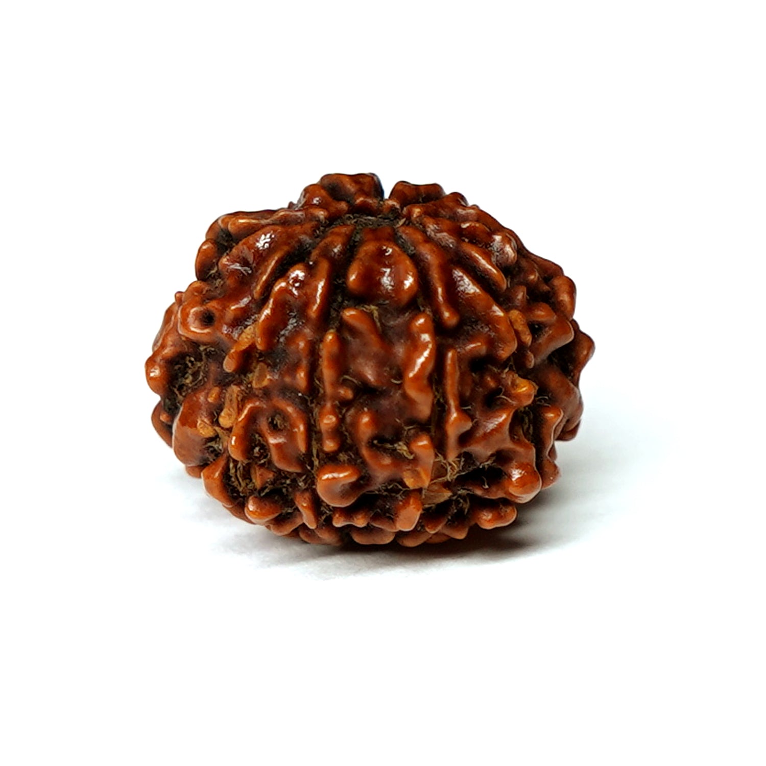 100% Natural Nepali 9 Mukhi Rudraksha 2.11 Gram)
