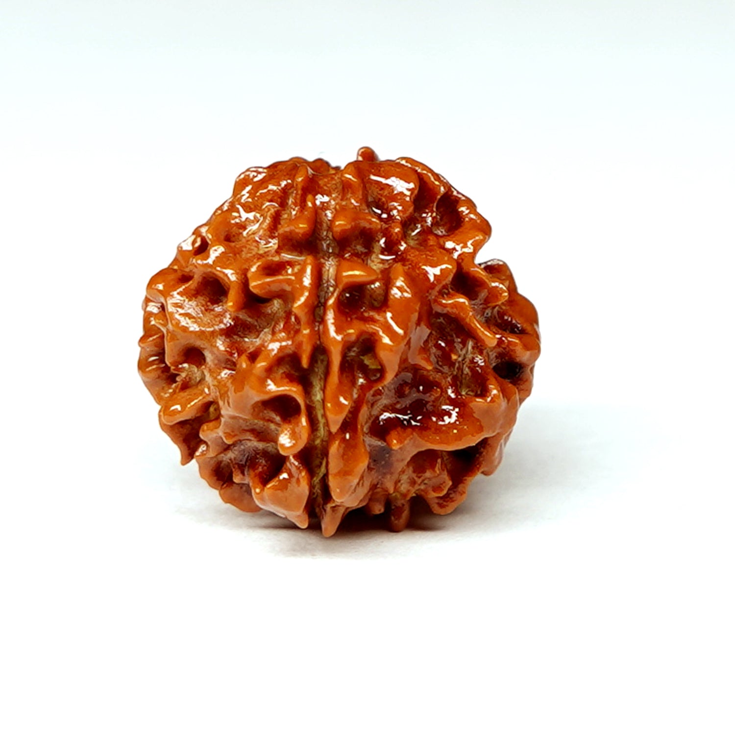 100% Natural nepali 1-Faced Rudraksha ROUND(1.8 Gram)