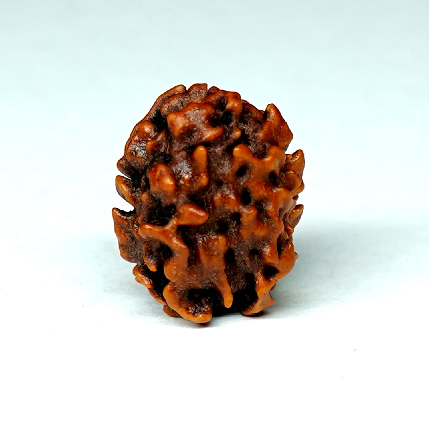 100% Natural Nepali 2 Mukhi Rudraksha (0.82 Gram)