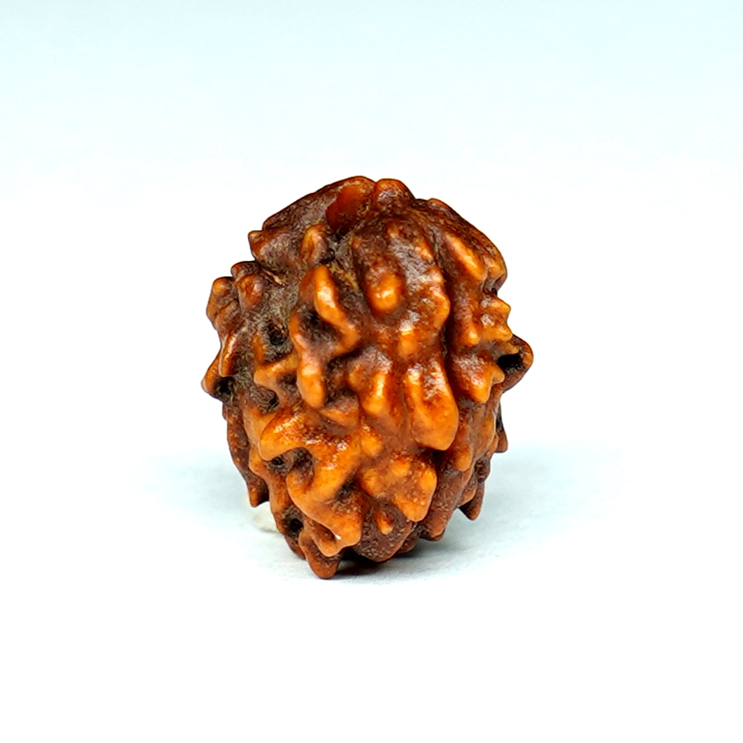 100% Natural Nepali 2 Mukhi Rudraksha (0.63 Gram)