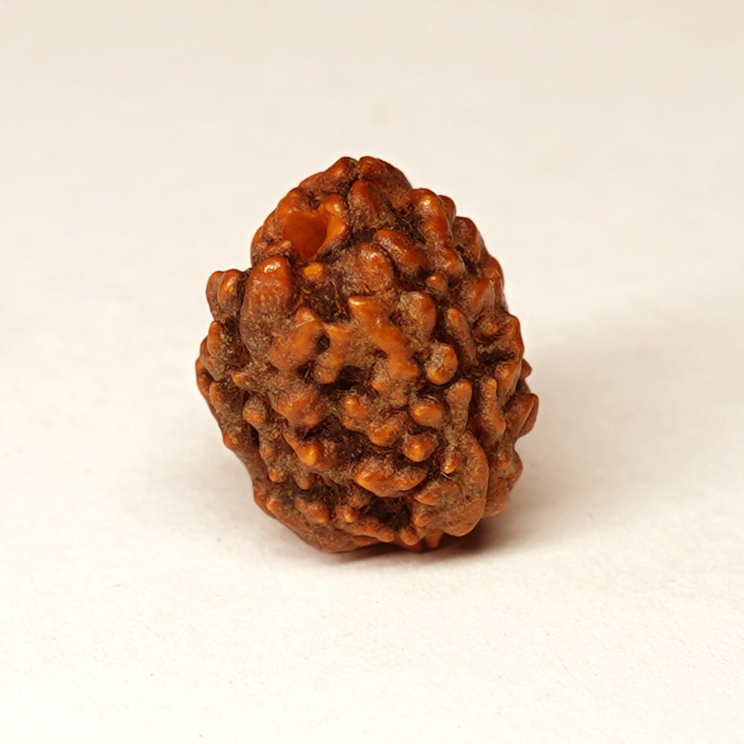 100% Natural Nepali 3 Mukhi Rudraksha (1.69 Gram)