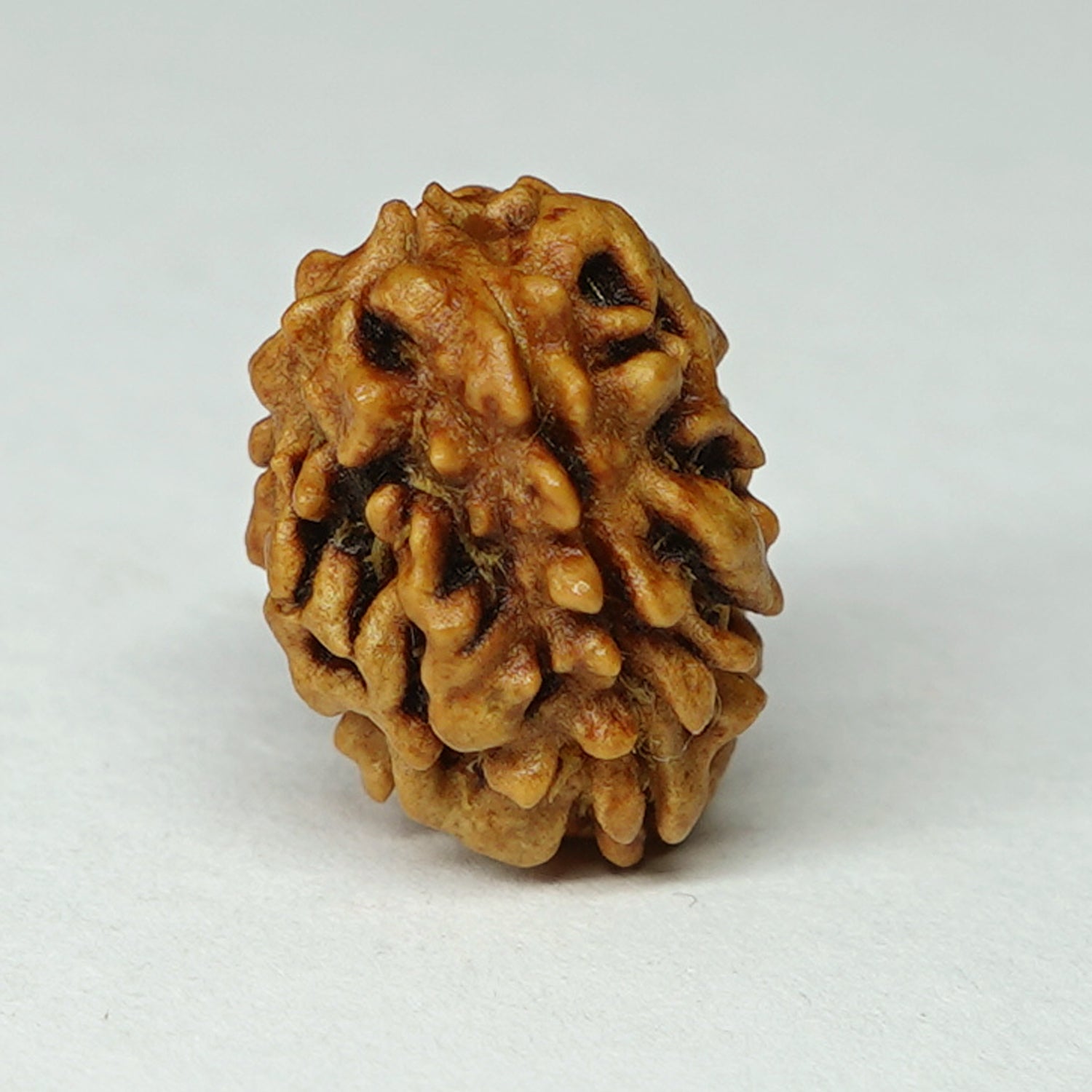 Natural Nepali 3 Mukhi Ganesh Rudraksha (2.17 Gram)
