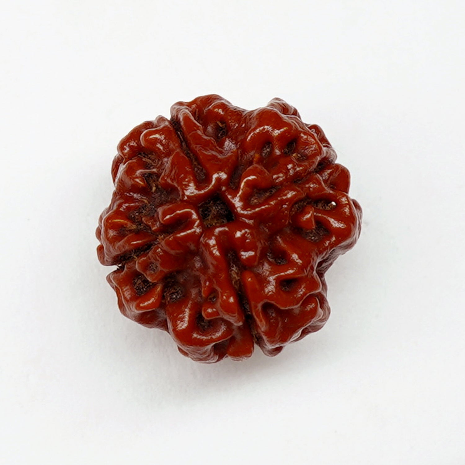 100% Natural Nepali 4 Mukhi Rudraksha (3.85 Gram)