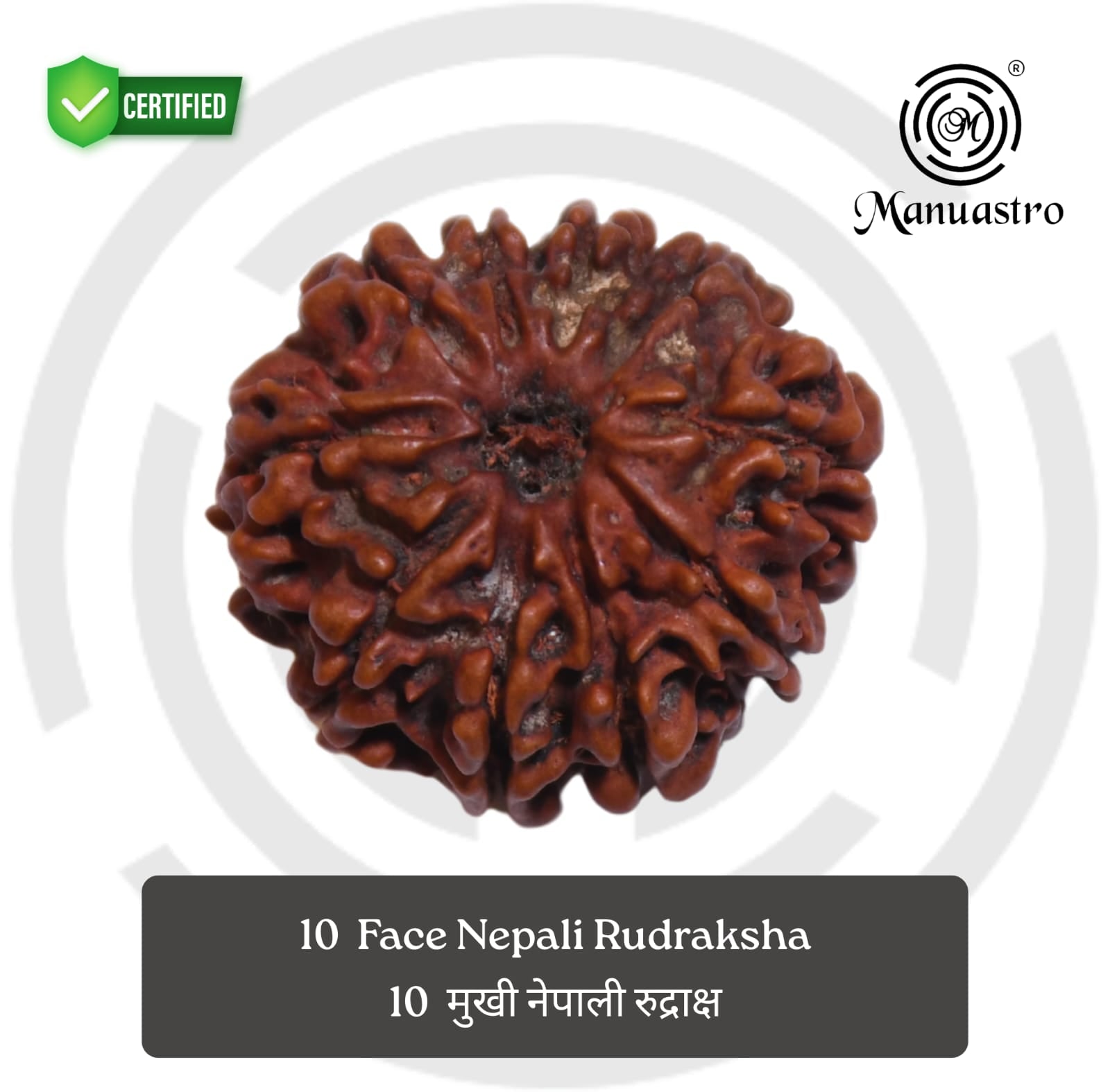 100% Natural Nepali 10 Mukhi Rudraksha (3.75 Gram)