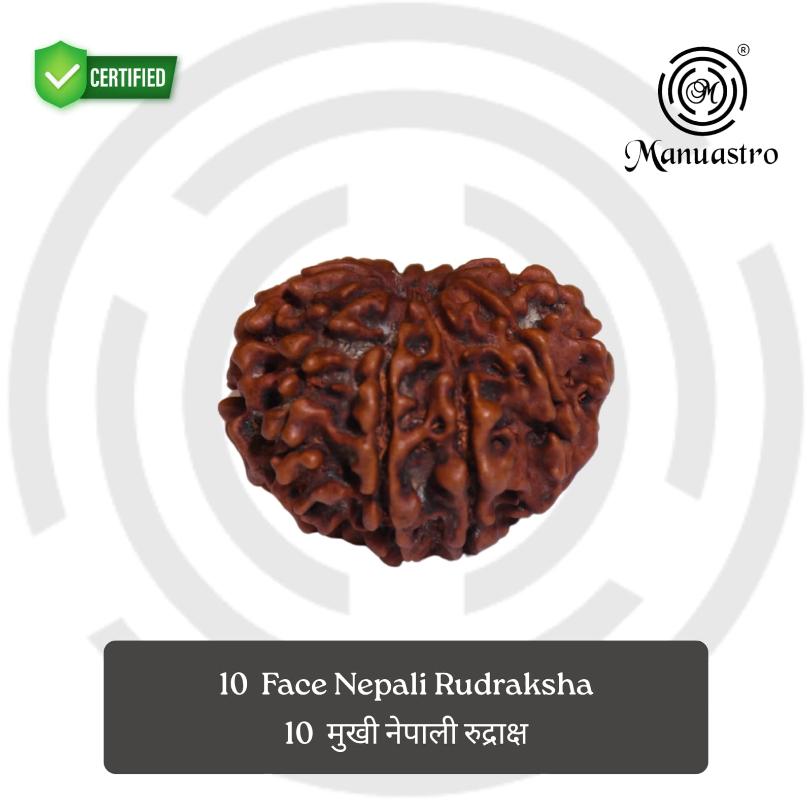 100% Natural Nepali 10 Mukhi Rudraksha (2.96 Gram)