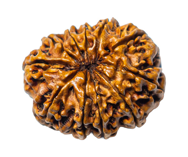 100% Natural Nepali 11 Mukhi Rudraksha