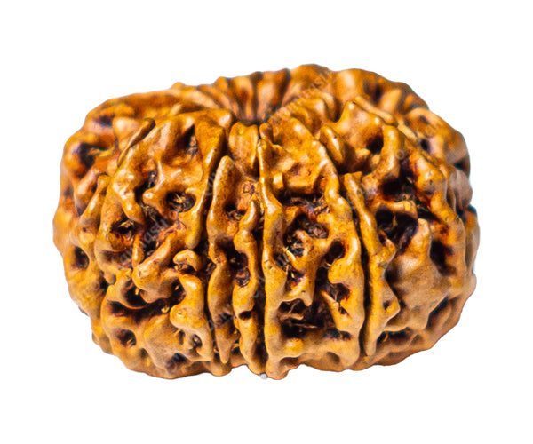 100% Natural Nepali 11 Mukhi Rudraksha