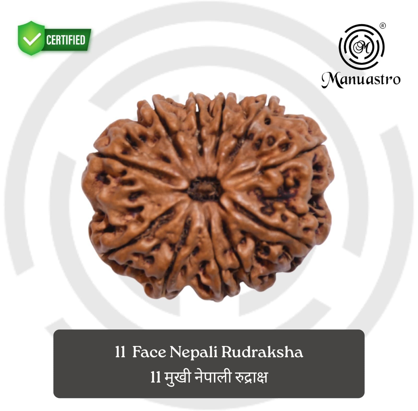 100% Natural Nepali 11 Mukhi Rudraksha (3.07 Gram)