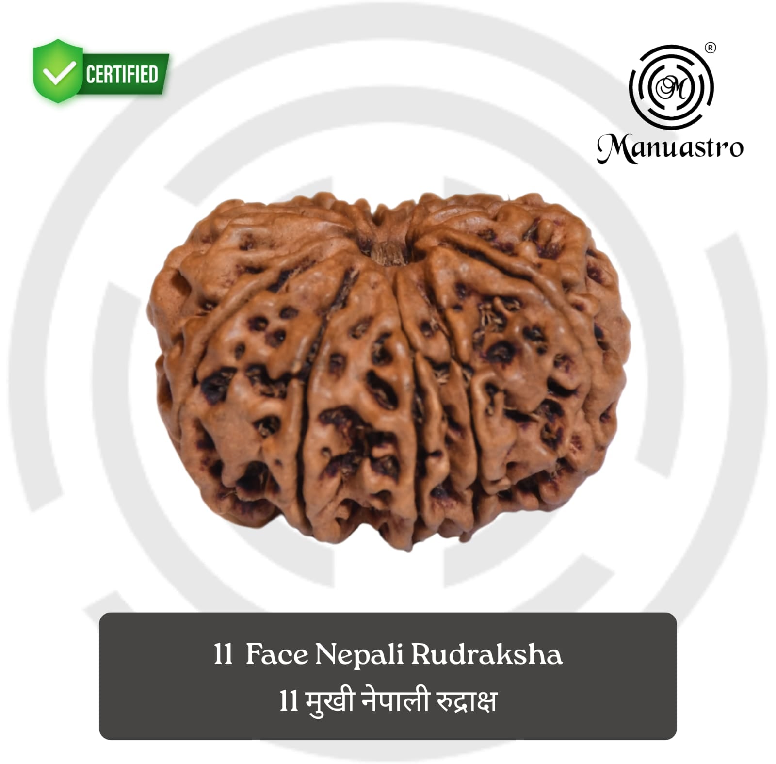 100% Natural Nepali 11 Mukhi Rudraksha (3.07 Gram)