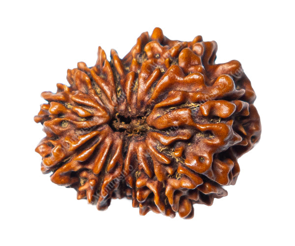 100% Natural Nepali 12 Mukhi Rudraksha