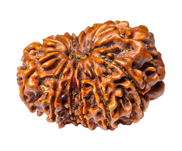100% Natural Nepali 12 Mukhi Rudraksha