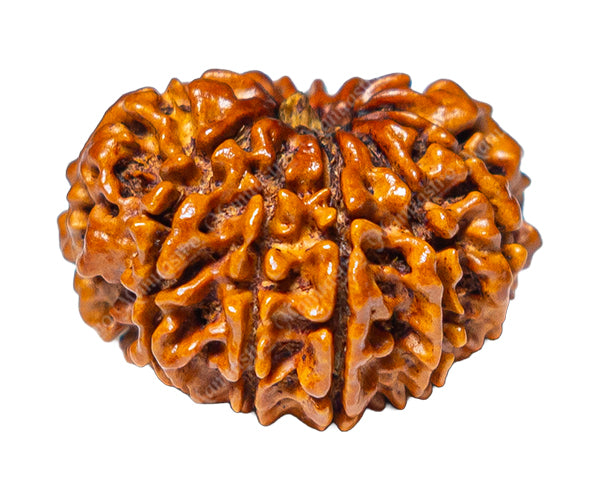 100% Natural Nepali 12 Mukhi Rudraksha