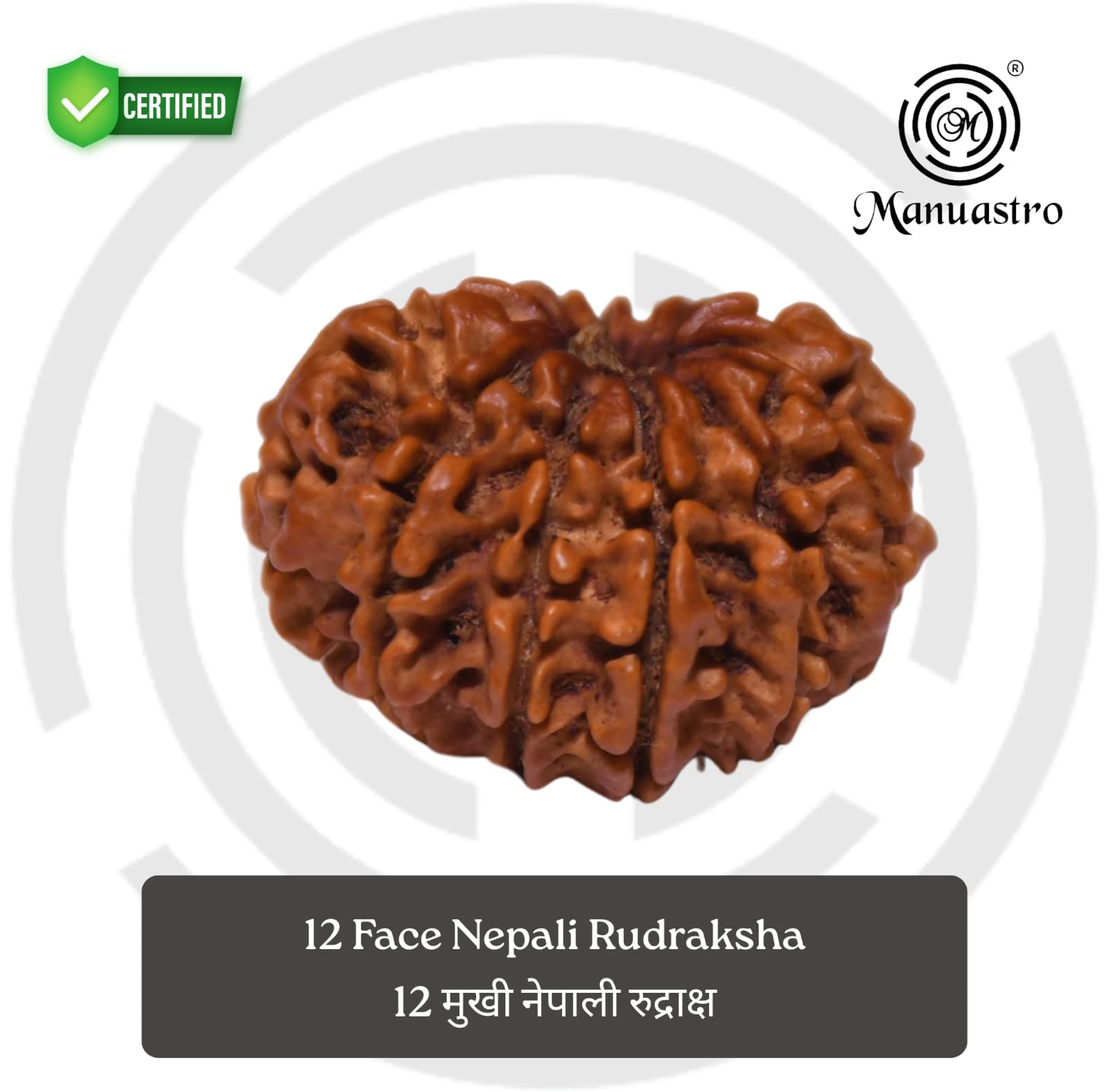 100% Natural Nepali 12 Mukhi Rudraksha (2.04 Gram)