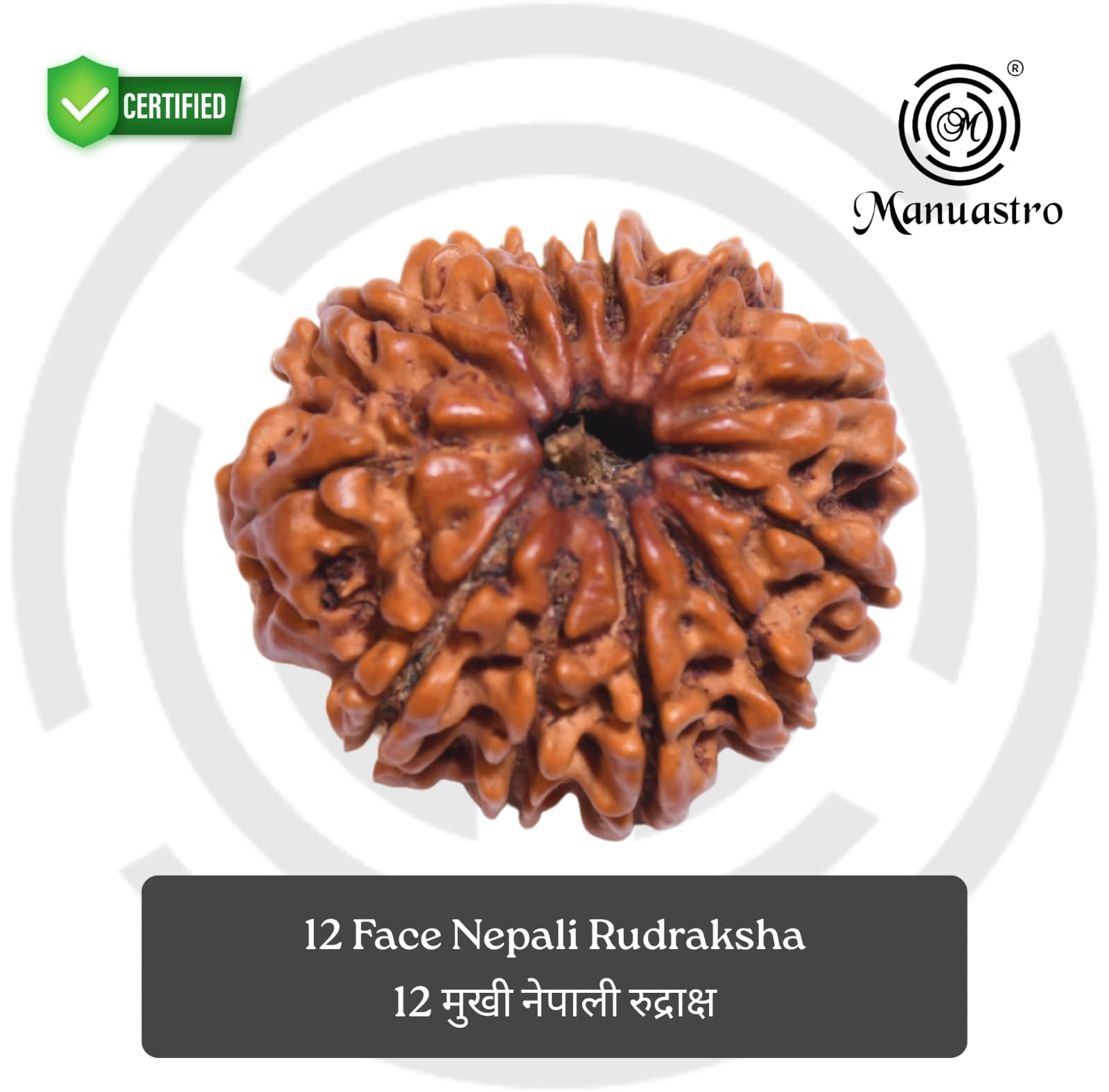 100% Natural Nepali 12 Mukhi Rudraksha (2.04 Gram)