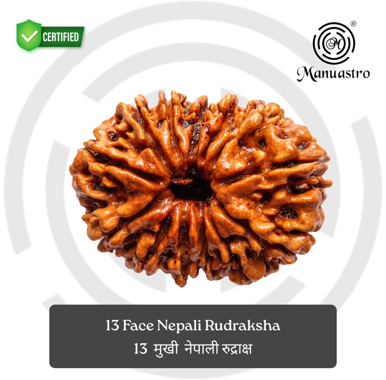 100% Natural Nepali 13 Mukhi Rudraksha (2.27 Gram)