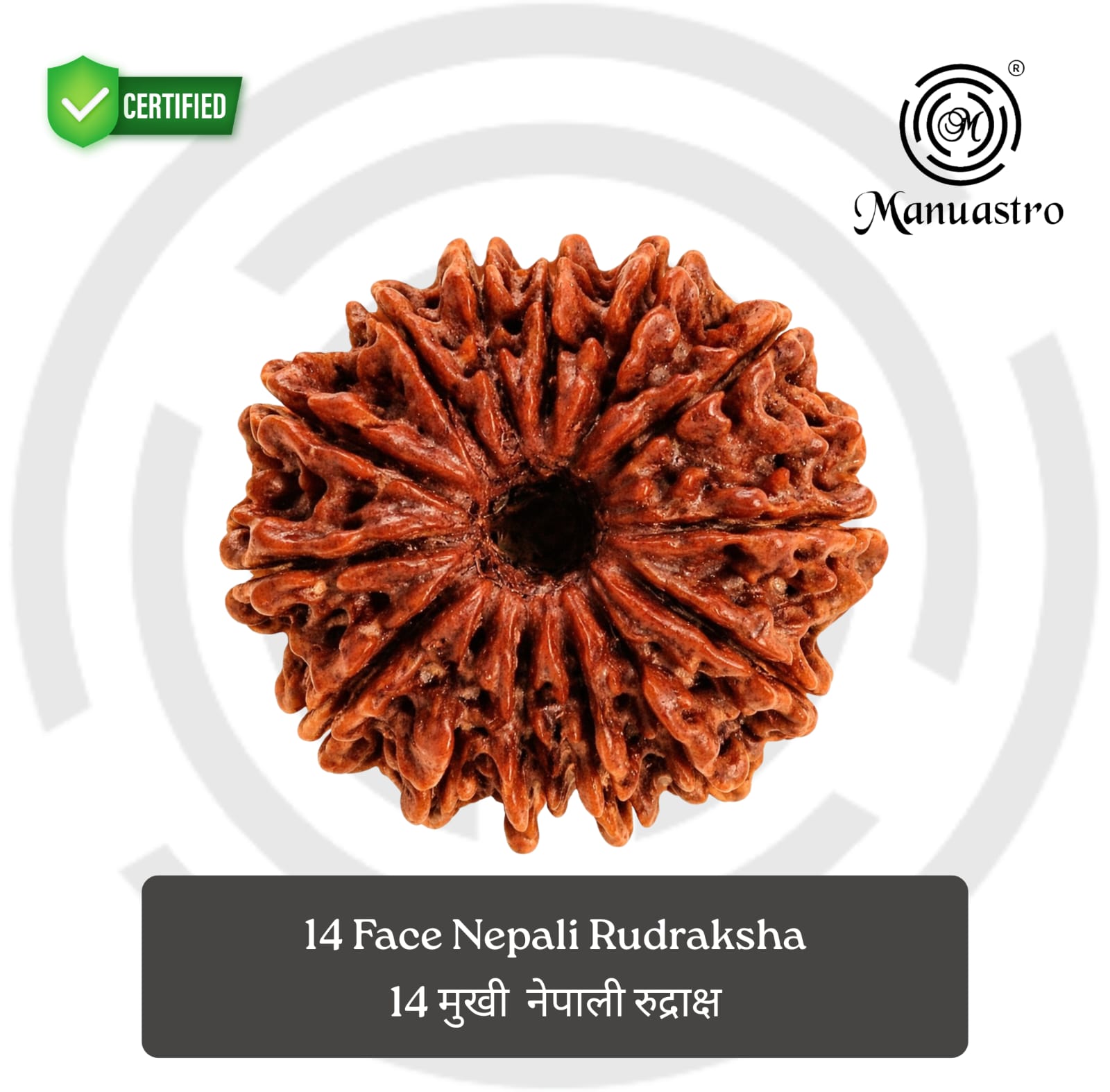 100% Natural Nepali 14 Mukhi Rudraksha (2.5 Gram)