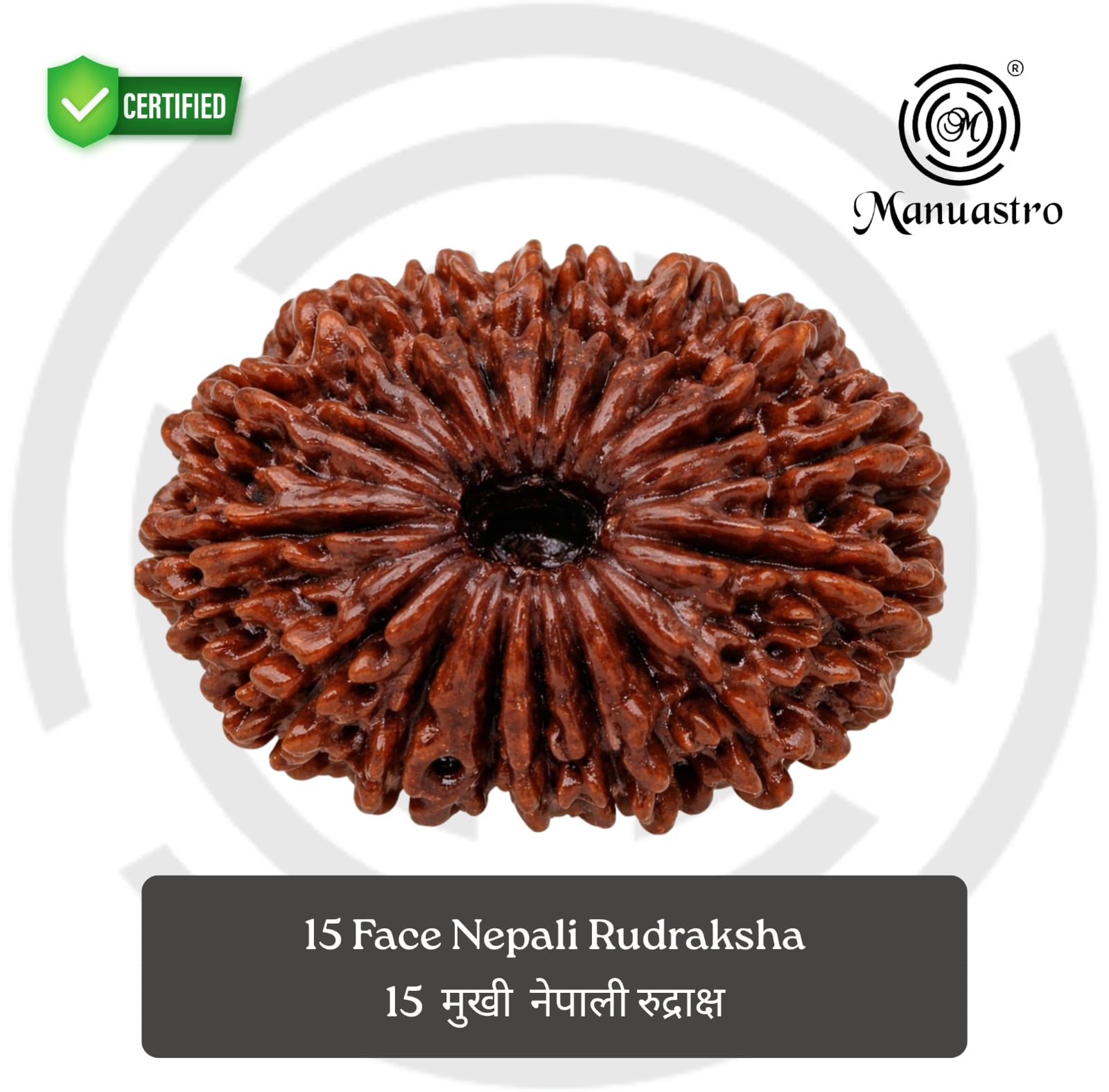 100% Natural Nepali 15 Mukhi Rudraksha (2.73 Gram)