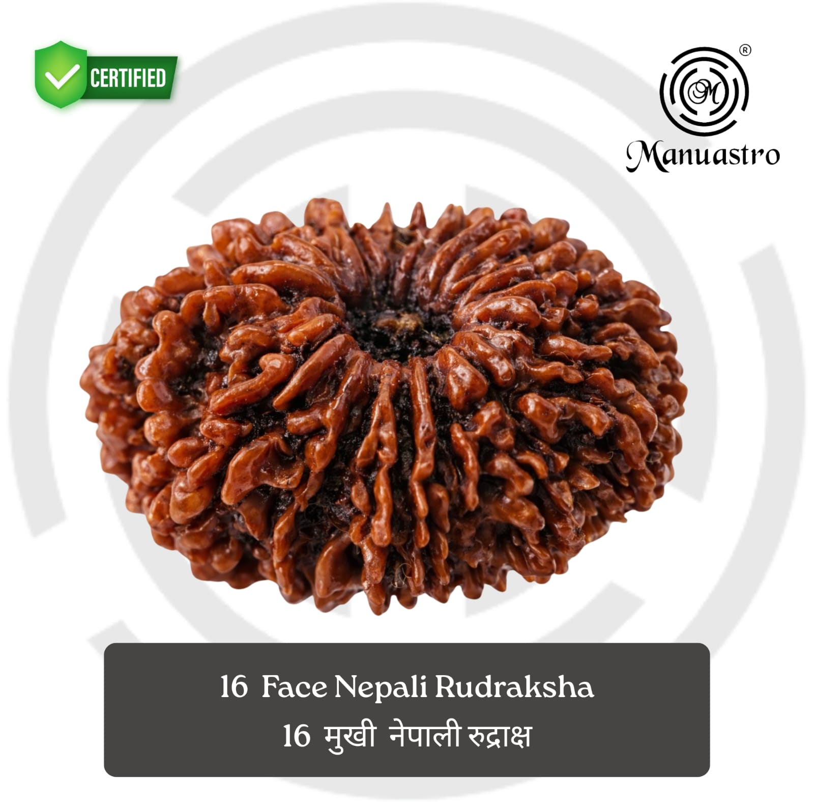 100% Natural Nepali 16 Mukhi Rudraksha (2.73 Gram)