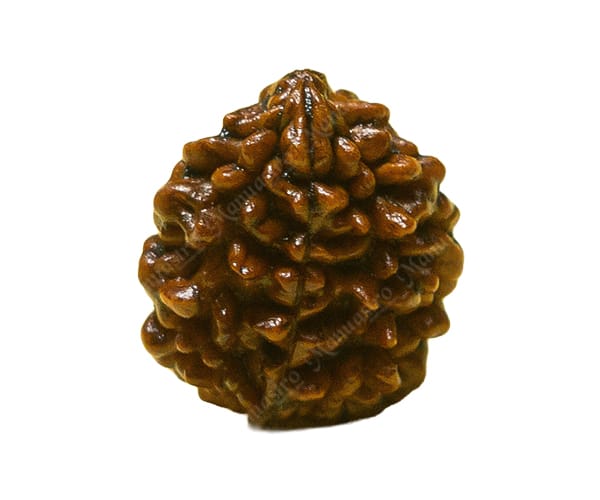 100% Natural Nepali 2 Mukhi Rudraksha
