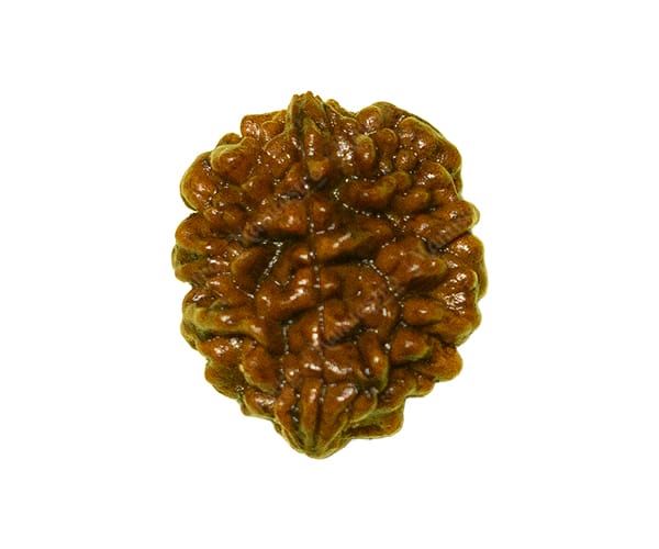 100% Natural Nepali 2 Mukhi Rudraksha