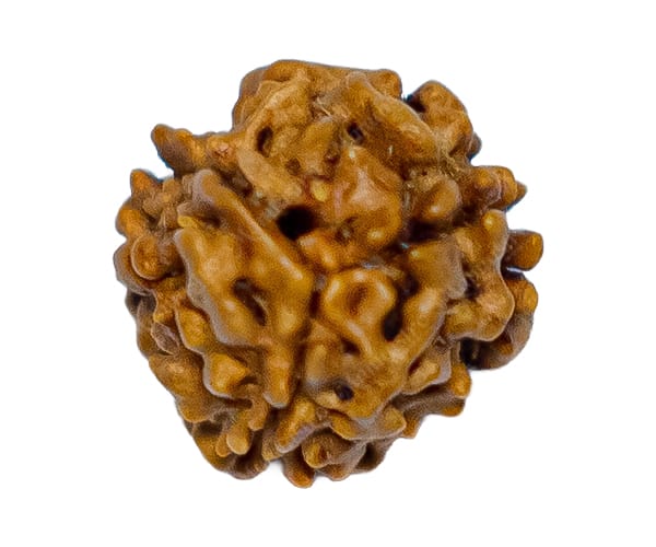 100% Natural Nepali 3 Mukhi Rudraksha