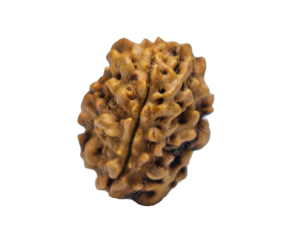 100% Natural Nepali 3 Mukhi Rudraksha