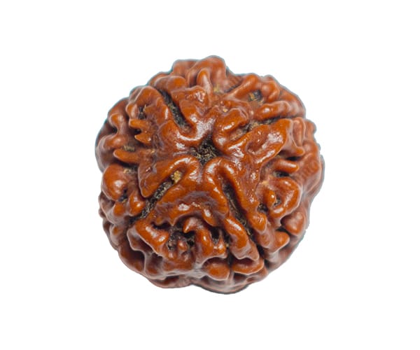 100% Natural Nepali 4 Mukhi Rudraksha