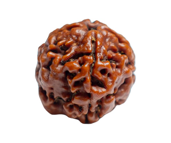 100% Natural Nepali 4 Mukhi Rudraksha