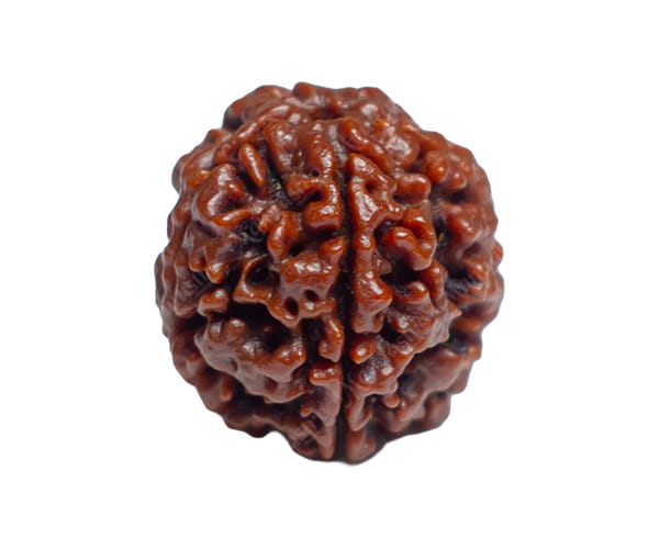 100% Natural Nepali 5 Mukhi Rudraksha